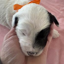 Cindy - Black and white female Sheepadoodle puppy in Leeton, Missouri from Jane Farrell