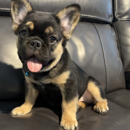 Kairo - Black and tan male French Bulldog puppy in Allen, Texas from Chanel & Co Frenchies