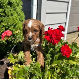 Peter - Red male Cavapoo puppy in Mint Hill, North Carolina from DoodleForever