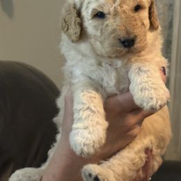 Casper - Cream male Goldendoodle puppy in Lexington, North Carolina from Southern Grace Acres