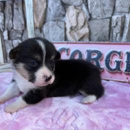 Ohio - Black and white female American Corgi puppy in Scottown, Ohio from Wyndy Ridge Corgis