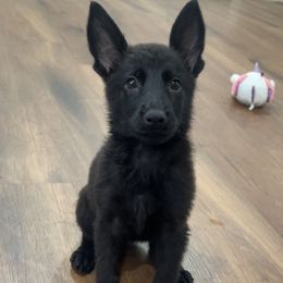Larceny - Black female German Shepherd puppy in Beech Grove, Arkansas from Ze Zadnich lesu