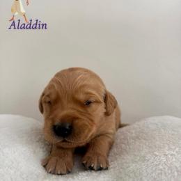 Aladdin - Golden male Golden Retriever puppy in Simpsonville, South Carolina from Upstate Revival Retrievers