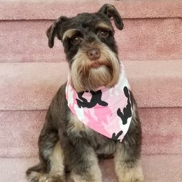 Chocolate - Miniature Schnauzer