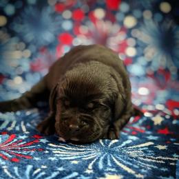 Charlotte - Black female Labrador Retriever puppy in Isle, Minnesota from Dog Ear Outfitters