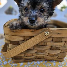 Yorkshire Terrier Puppies from Lady A's Yorkies