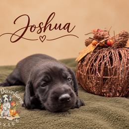 Joshua - Cream male Dachshund puppy in Hockley, Texas from Shans Down Home Doxies