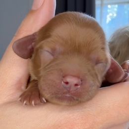 Ruby girl puppy 3 - Ruby female Cavalier King Charles Spaniel puppy in South Carolina from Columbia Cavaliers