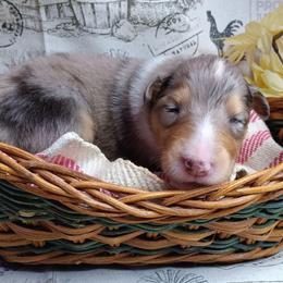 Girl 2 pink - Blue merle and white female Collie puppy in Salem, Indiana from Living Blessed Collies