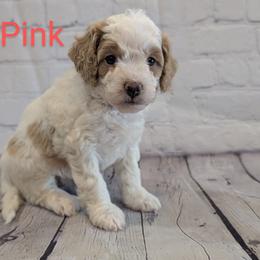 Miss Pink - Parti female Goldendoodle puppy in Lebanon, Pennsylvania from Robertson's Retrievers and Doodles