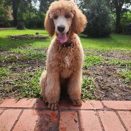 Purple Girl - Red  female Poodle puppy in Athens, Texas from Pruitt Family Kennels