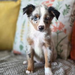 Skittles - Blue merle female Miniature Australian Shepherd puppy in Killen, Alabama from Wilkers Wholehearted Mini Aussies