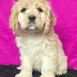 Candy - Buff and white female Cocker Spaniel puppy in Greers Ferry, Arkansas from Lake Area Cuddly Cockers
