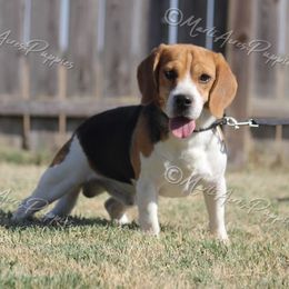 AR Clyde - Beagle