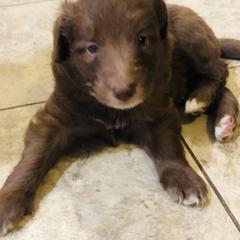 Bordoodle Puppies from Korbella Farm