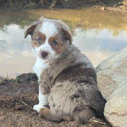 Boy 2 - Red merle male Miniature Australian Shepherd puppy in Amarillo, Texas from Duclops Ranch Aussies