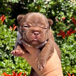 Annie - Liver female French Bulldog puppy in Hemet, California from Bowman Pups