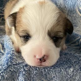 Pink - Red female Pembroke Welsh Corgi puppy in Beulaville, North Carolina from Windy Acres Pembroke Welsh