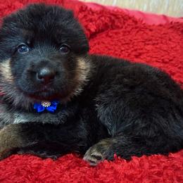 Ellax - Black and red female German Shepherd puppy in Yorkville, Illinois from Vom Archbold Haus World Class German Shepherds
