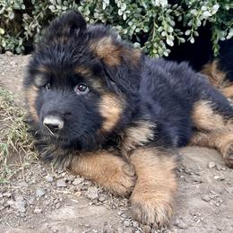 German Shepherd Puppies from Zaragoza German Shepherds