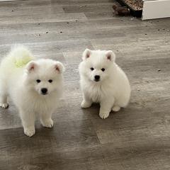 American Eskimo Dog Puppies from Northland Skies Eskies