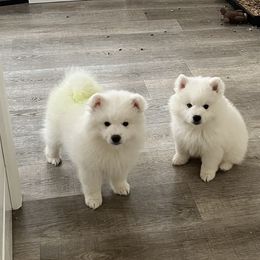 American Eskimo Dog Puppies from Northland Skies Eskies