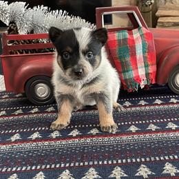 Queen Girl 2 - Blue speckled female Australian Cattle Dog puppy in Monroe, Louisiana from The Sweet Kennels