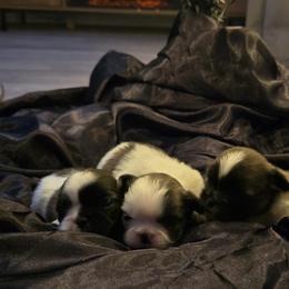 Pekingese All Grown Up from Sweet Pekes