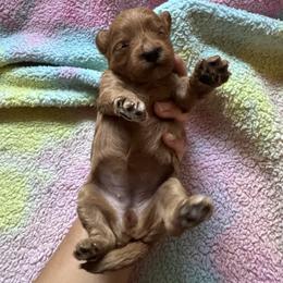 Jingles - Red female Cavapoo puppy in Gainesville, Florida from Alyssa Xxweetdoodles