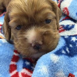 Cocker Spaniel Puppies from A&J Kennel