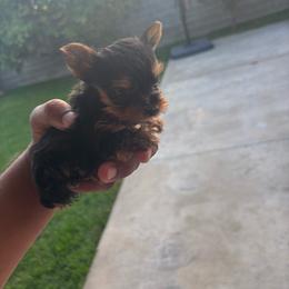 Female 1 - Blue and gold female Yorkshire Terrier puppy in Pomona, California from Carbajal Yorkshire Terriers