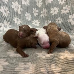 May - Red female Cavapoo puppy in Glendale, Arizona from Dashing Dogs