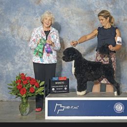 Brooklyn - Portuguese Water Dog