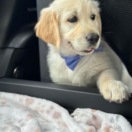 Golden Retriever Puppies from Sims Golden Retrievers