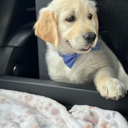 Golden Retriever Puppies from Sims Golden Retrievers