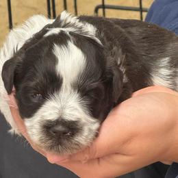Blue boy - Parti male Miniature Schnauzer puppy in Oneonta, Alabama from Murphree Valley Kennels