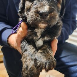 Grace purple collar - Chocolate merle female Bernedoodle puppy in Lafayette, Alabama from Williams Lake Doodles