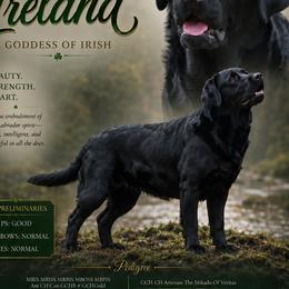 Ireland - Labrador Retriever