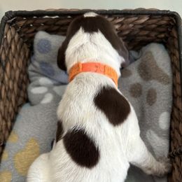 Waylon - Liver roan German Shorthaired Pointer puppy in Tionesta, Pennsylvania from Hunter Station Canines