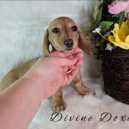 Maple English Cream AKC - Cream female Dachshund puppy in Kansas City, Missouri from Divine Doxies LLC