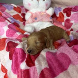Chester - Cream male Dachshund puppy in Lake City, Florida from My Ditzy Doxies of Florida