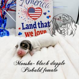 Mooska - Dapple female Dachshund puppy in Prairieville, Louisiana from Southern Barron Danes & Dachshunds