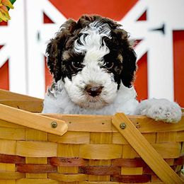 Lagotti Romagnoli from Two By Two Lagotto