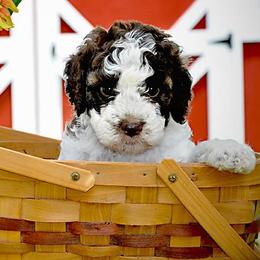 Lagotti Romagnoli from Two By Two Lagotto
