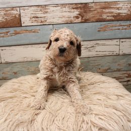 Goldendoodle Puppies from Two Ps in a Pod