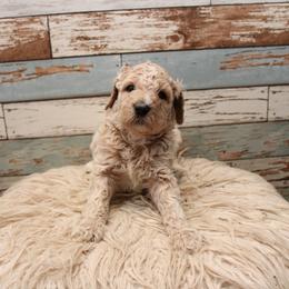 Goldendoodle Puppies from Two Ps in a Pod