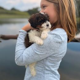 Cedar - Tri-color male Cavapoo puppy in Somerset, Kentucky from Hilltop Doodles KY LLC
