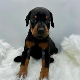 Grey - Black and rust female Doberman Pinscher puppy in Medina, Tennessee from Valorosa Doberman Kennel