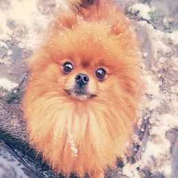 Kiwi - Pomeranian