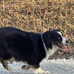 Bonnie - Black tri-color female Australian Shepherd puppy in Hartville, Missouri from Stamper K9’s